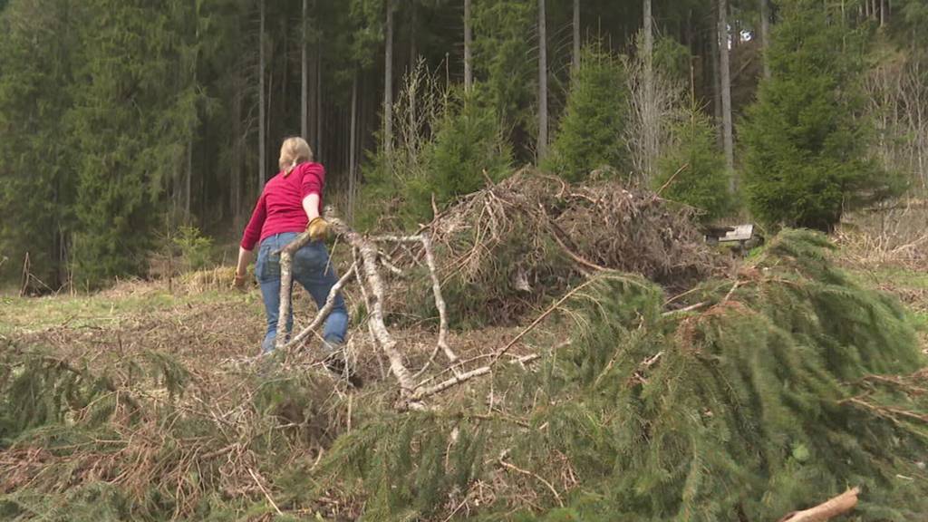 Natürlicher Schutz: So kümmern sich Freiwillige in Grabs um Bergwälder