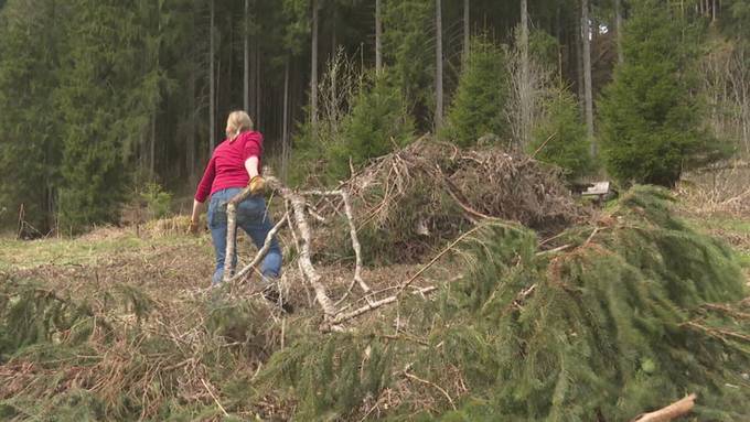Natürlicher Schutz: So kümmern sich Freiwillige in Grabs um Bergwälder