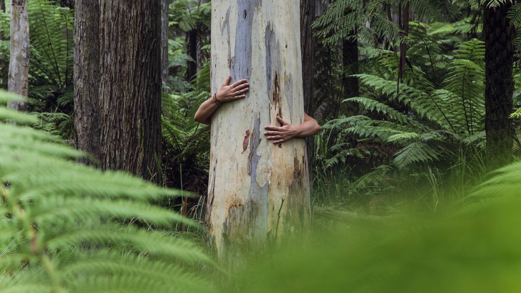 Menschen hinter Baum im Wald