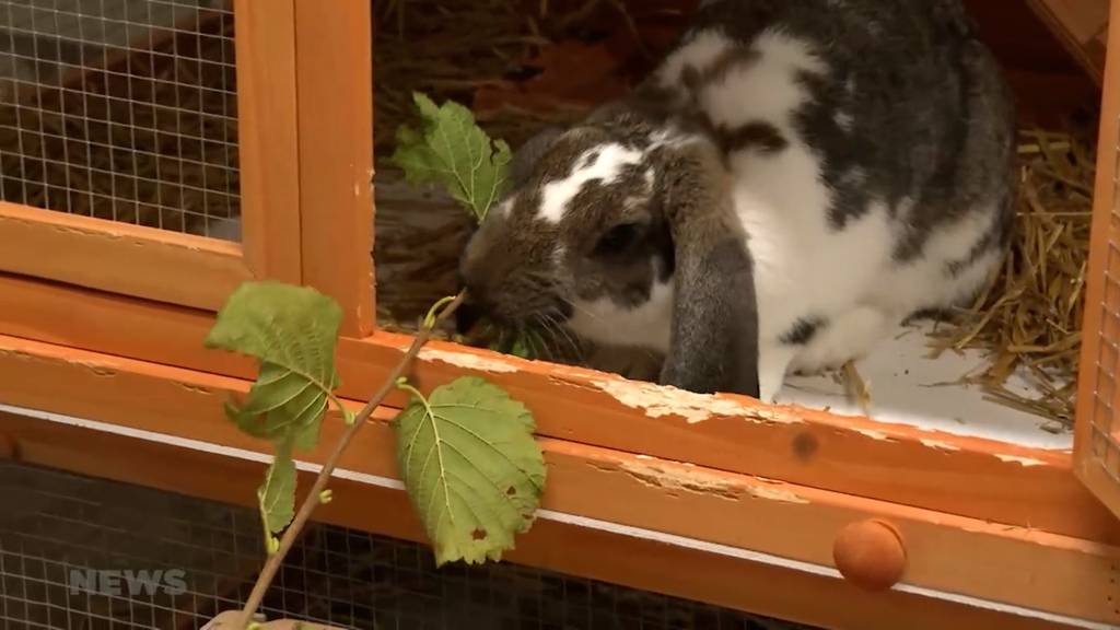 Ein neues Zuhause für Tiere in Unterlangenegg: In einem Bauernhaus sind künftig alle unter einem Dach