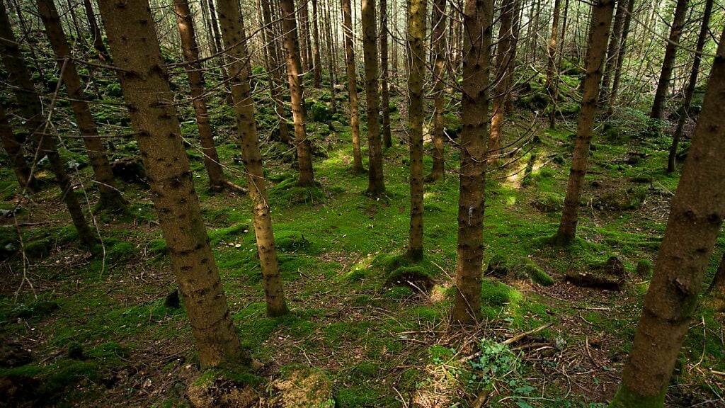 Winzige Plastikteilchen gelangen bis in die Blätter von Bäumen