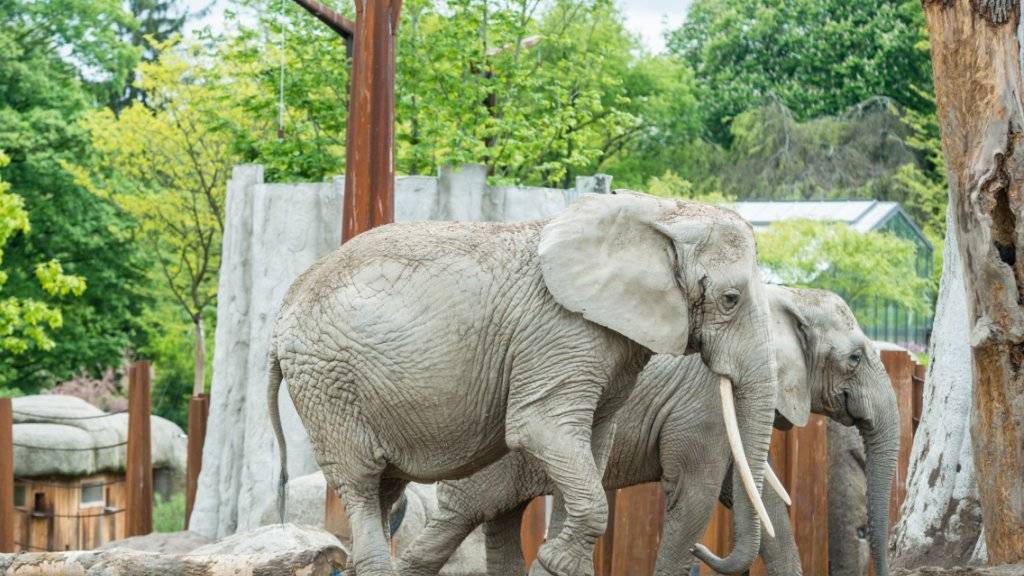 Die betagte Elefantenkuh Malayka (vorne) im Zoo Basel: Sie starb am Mittwoch altersschwach.