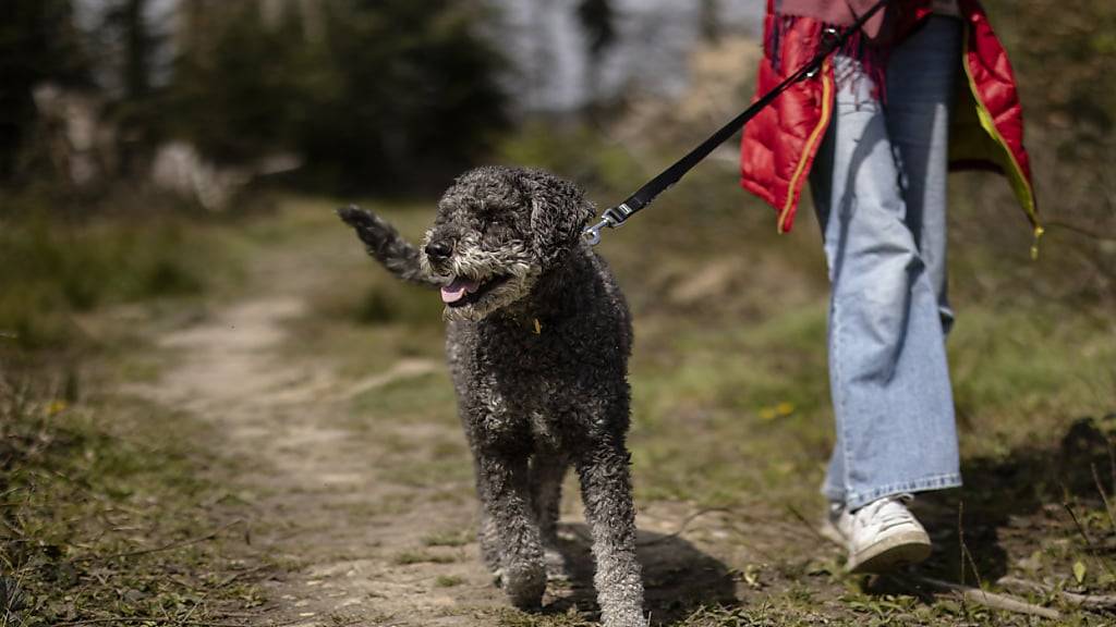 Anpassungen im St. Galler Hundegesetz verlangt