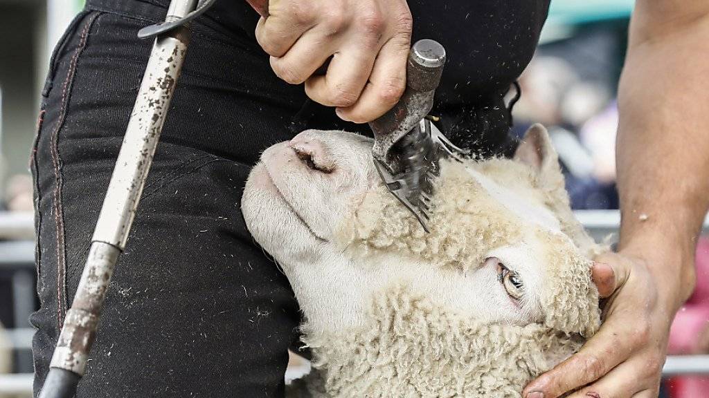 Neuseeland modernisiert seine Schafschur-Wettbewerbe. Neu erhalten Frauen eine eigene Wettkampfkategorie. (Symbolbild)