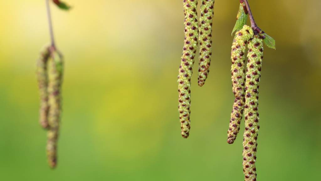 Blütenreiche Birken deuten auf eine starke Heuschnupfensaison hin. (Archivbild)