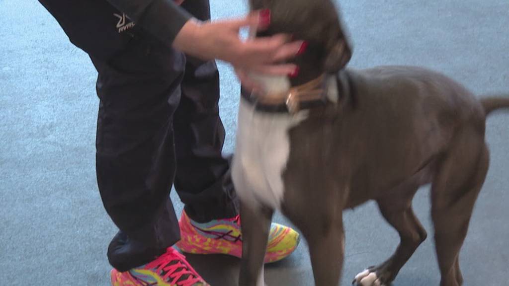 Menschen können sich künftig mit Haustier bestatten lassen