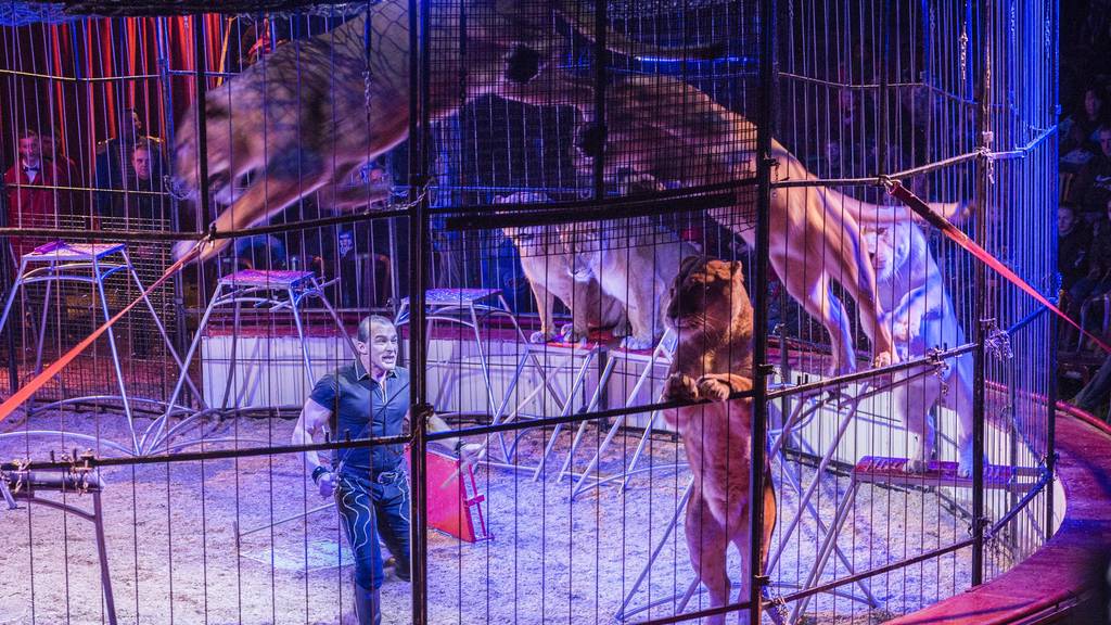 Die Löwinnen im Circus Royal (hier an einer Vorstellung in Weinfelden) werden nicht erniedrigt, sagt die Staatsanwaltschaft des Kantons St.Gallen.