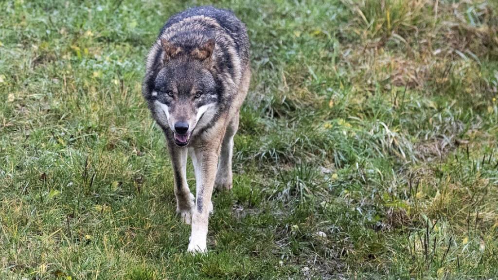 Kanton St.Gallen will Abschusserlaubnis für drei Wolfs-Welpen