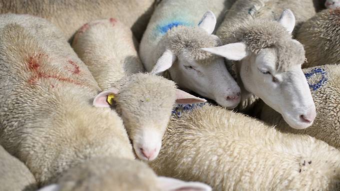 Elf Schafe bei mehreren Wolfsangriffen getötet