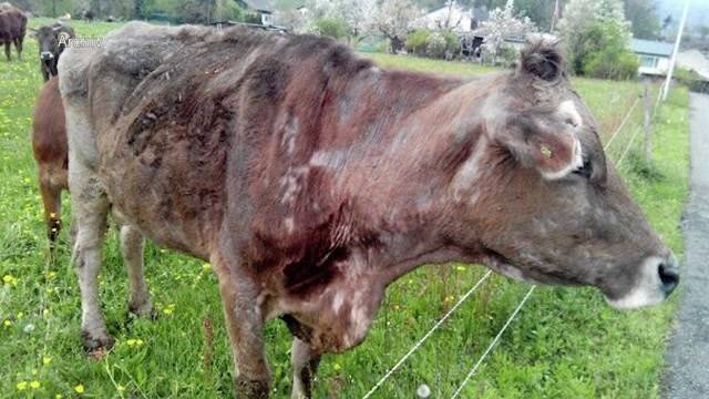 Nach Tierdrama: Tierhalteverbot für Bauer