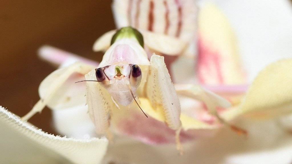 Gut getarnt als Orchideenblüte: Eine hungrige Blütenmantis wartet auf ein Insekt.