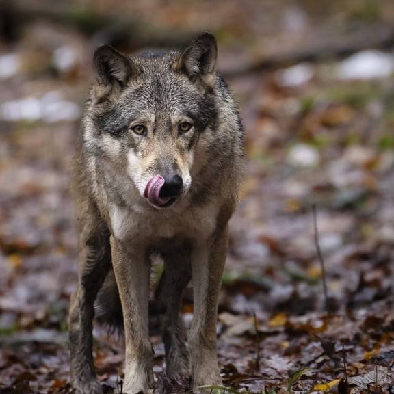 Wolf reisst zwei Ziegen auf der Schwägalp