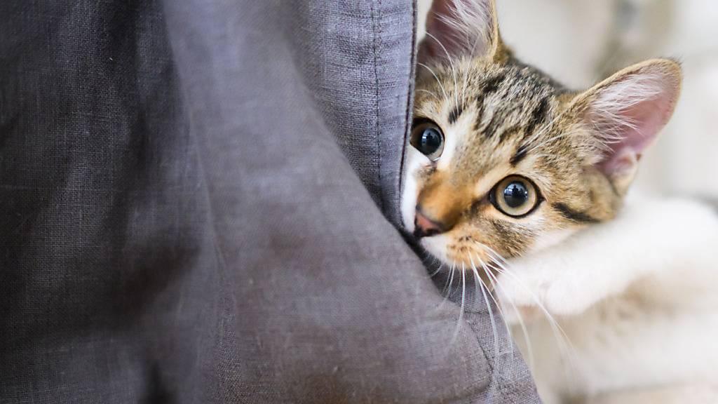 Ist eine Katze sehr verspielt, ist die Wahrscheinlichkeit hoch, dass sie das auch an Möbeln auslässt. (Archivbild)