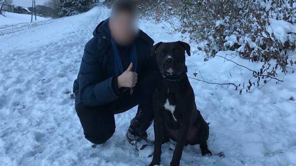 Bussen für Pitbull-Halter nach tödlicher Attacke