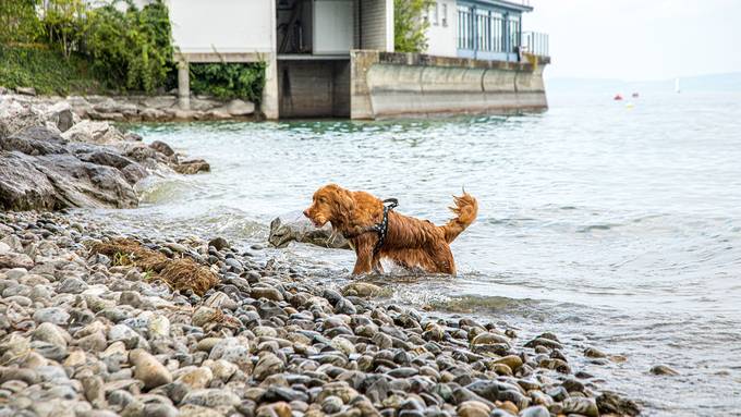 Hunde dürfen (vielleicht) bald wieder in Romanshorn baden