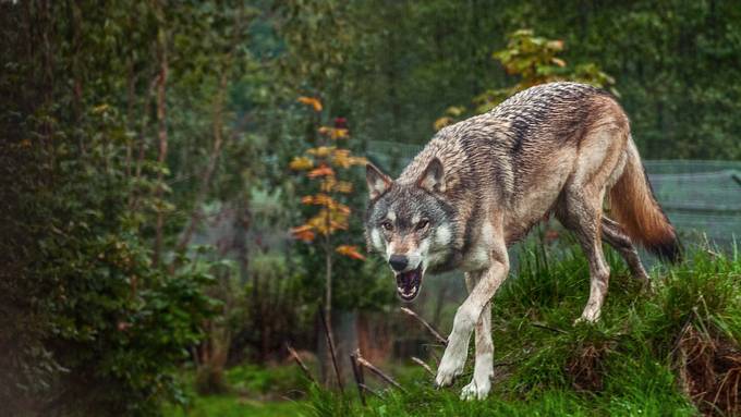 Person von Wolf verfolgt und angeknurrt – niemand verletzt