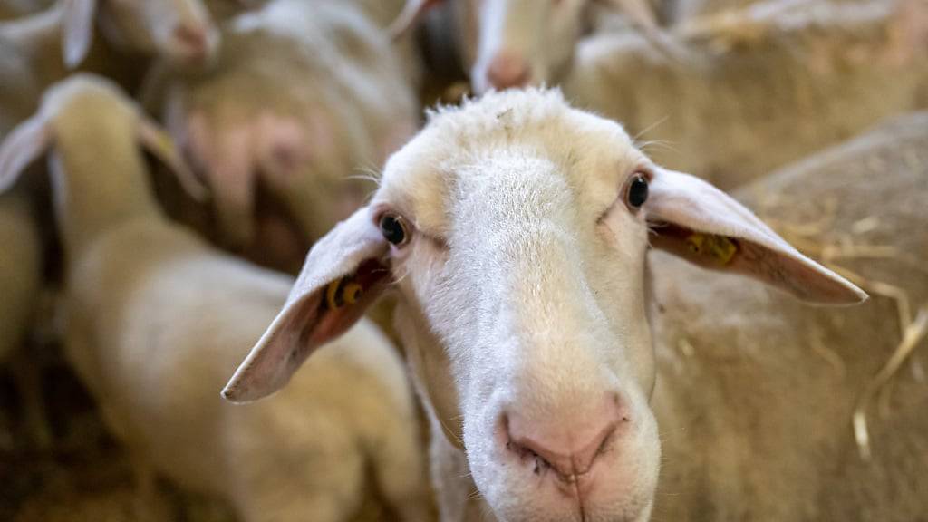 Die Blauzungenkrankheit wird über Mücken übertragen und kann insbesondere bei Schafen schwere Symptome verursachen. (Archivbild)