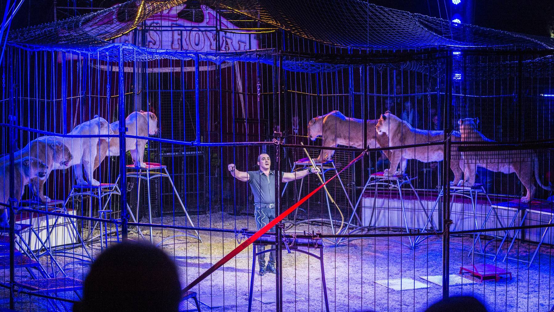 Der Circus Royal tritt 2019 wieder mit Löwinnen auf. (Archiv)