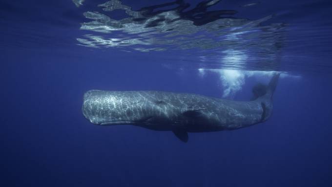 Meeresschützer prangern Waljagd in europäischen Gewässern an