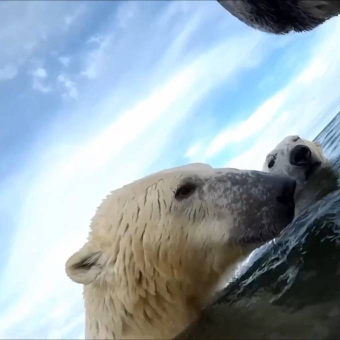 Klimawandel zwingt Eisbären an Land – dort droht der Hungertod