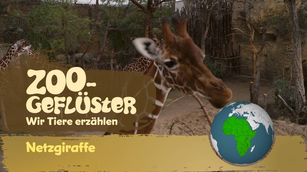 Netzgiraffe - den Kopf einziehen, ist nichts für uns