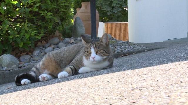 Mysteriöses Katzen-Verschwinden im Seeland