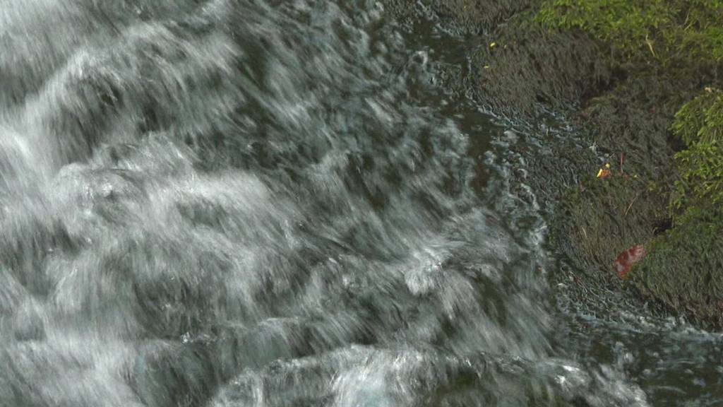 Alternative Imprägnierung von Holz