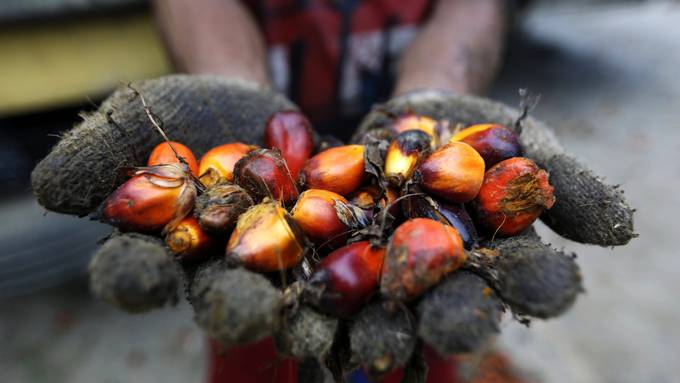 Palmöl-Gegner wollen Referendum nächste Woche einreichen