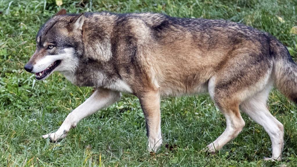 Ein Wolf im Tierpark Goldau. (Symbolbild)