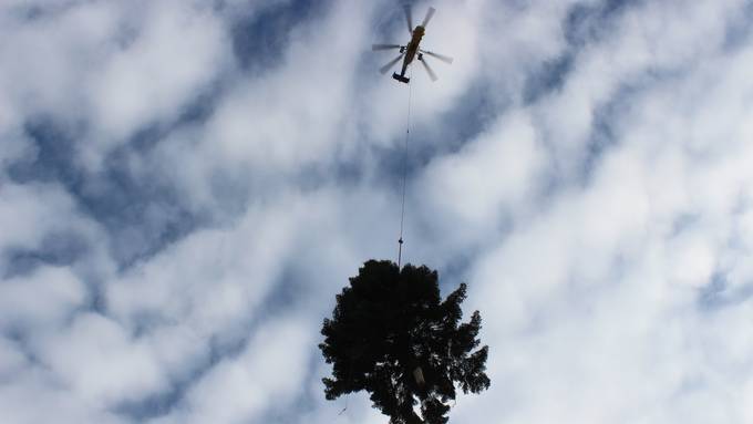 Der Christbaum kommt geflogen