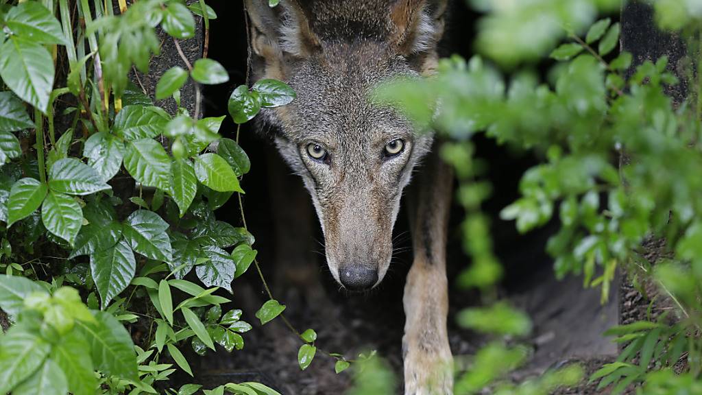 Ein Wolfsrudel aus dem St. Gallischen Calfeisental ist für zahlreiche Nutztierschäden verantwortlich. Jüngst griff es im Kanton Glarus zwei Kälber und ein Rind an. Drei Welpen des Rudels werden jetzt geschossen. (Symbolbild)
