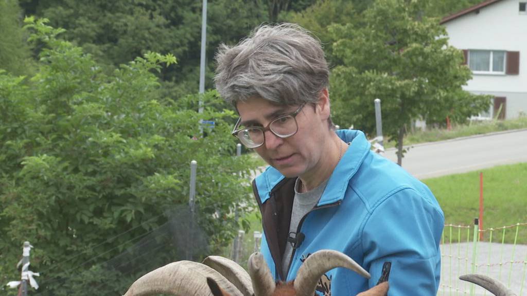 Nur noch 1000 Exemplare – Ausserrhoder Züchterin will Stiefelgeissen vor dem Aussterben bewahren