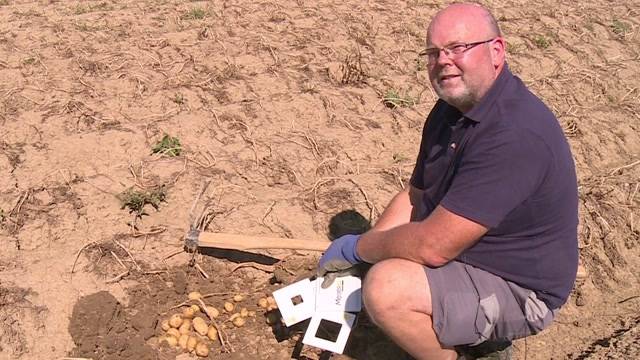 Wetter und Vorschriften vermiesen Kartoffelernte