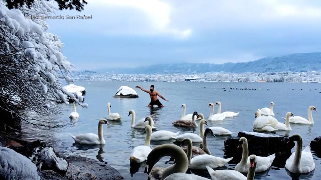 Schwanentanz im Zürichsee