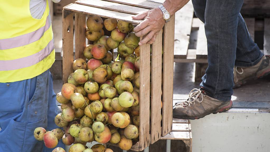 2021 gibt es wenig Most: Anlieferung von Mostäpfeln in der Mosterei Sursee des Getränkeherstellers Ramseier. (Archivbild)