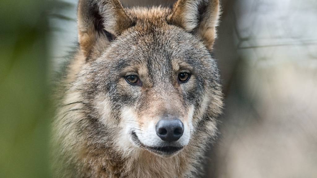 Im Kanton Wallis darf vorerst nur eines von vier zum Abschuss beantragten Wolfsrudeln eliminiert werden. (Archivbild)