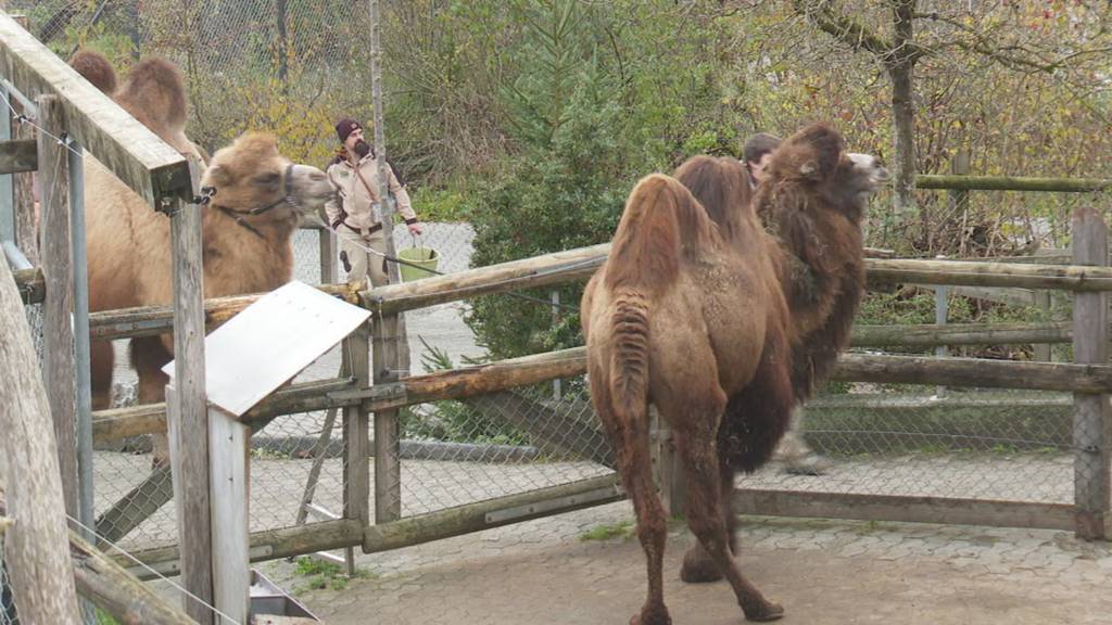 Das sagen Anwohner zur Vergrösserung des Walter Zoos