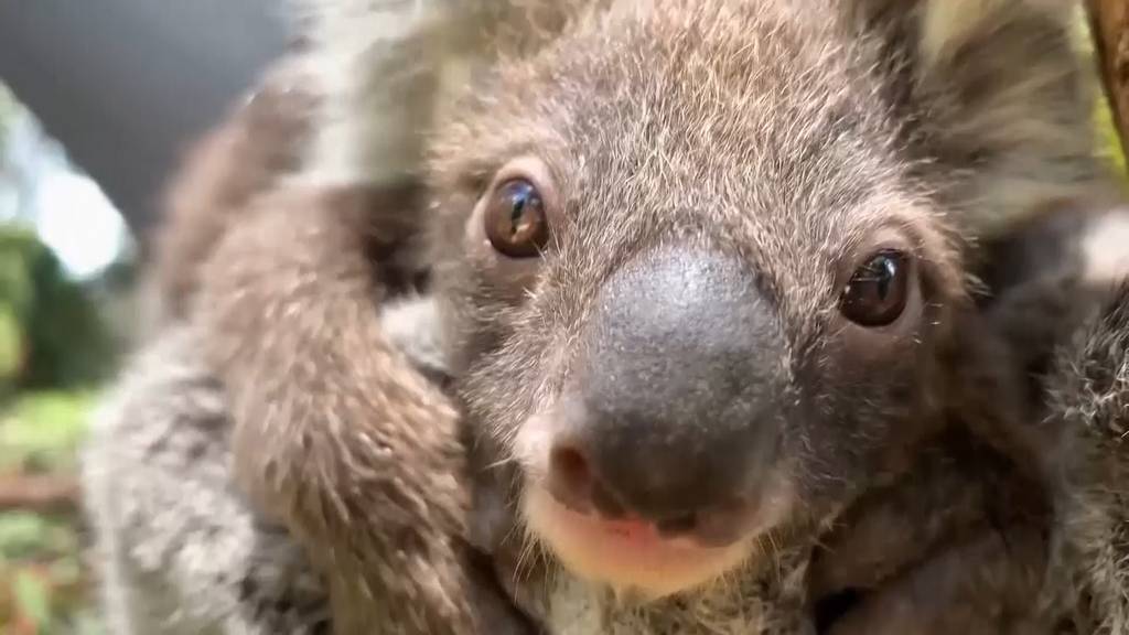 Hier zeigt sich das Koala-Baby