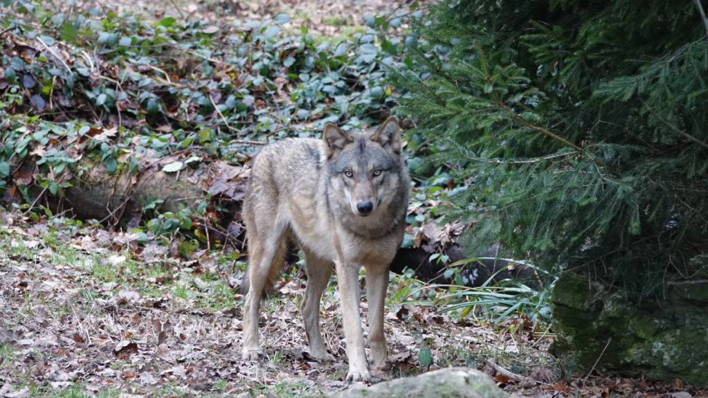 Winterthurer Wolfsweibchen stirbt bei Kastration