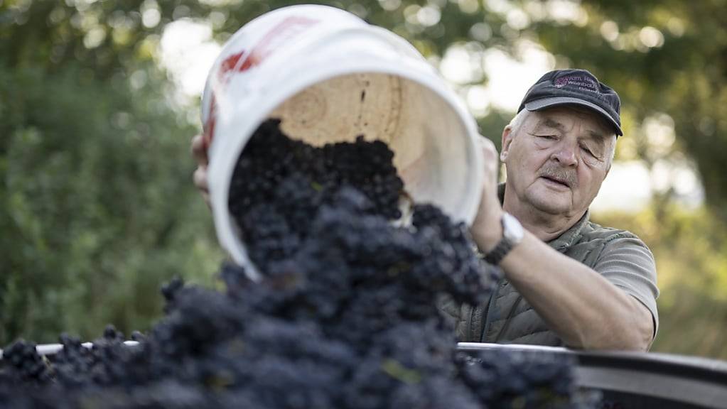 Eine Pflanzenkrankheit, Hagel und Hitzewellen vermiesten den Bündner Winzerinnen und Winzern das Rebjahr 2023. (Archivbild)