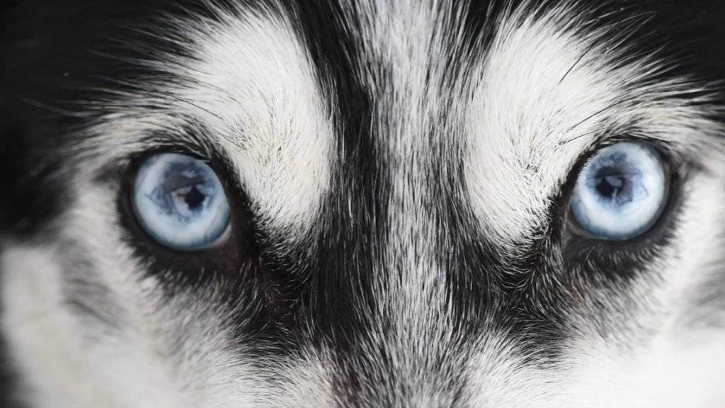 Ein Siberian Husky mit für die Rasse typischen blauen Augen. (Archivbild)