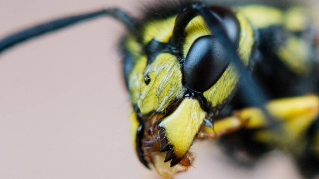Die Wespensaison ist in vollem Gange. (Symblbild)