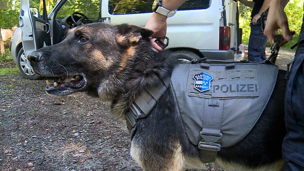 Polizei Diensthunde