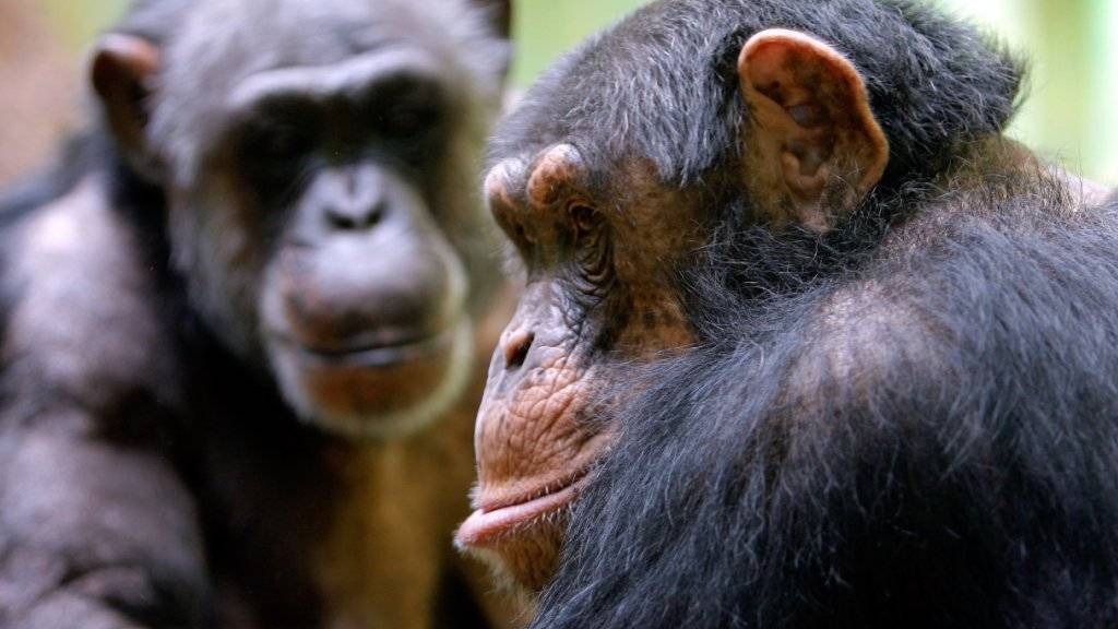 Auch bei Schimpansen beruhen Freundschaften auf gegenseitigem Vertrauen. (Archiv)