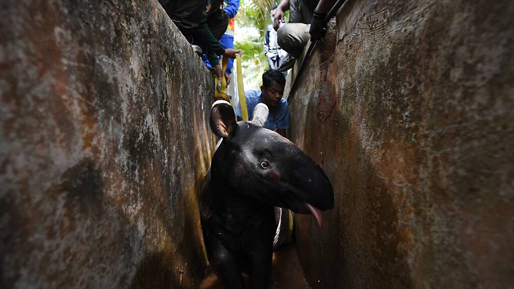 dpatopbilder - Mitglieder des Ministeriums für Wildtiere und Nationalparks, die von der Civil Defense Force unterstützt werden, versuchen, einen ausgewachsenen männlichen Tapir aus einem Abfluss der Sungai Soi National Secondary School zu befreien. Foto: Mohd Faizol Aziz/BERNAMA/dpa