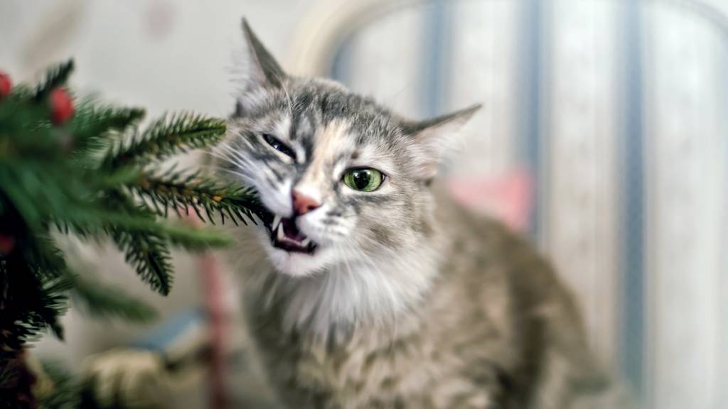 Haustiere und Weihnachtsbäume? Schwierige Kombi! 