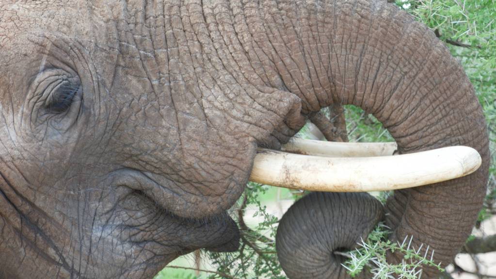 Der Rüssel des Elefanten enthält keine Knochen und Gelenke. Dies verleiht dem Riechorgan eine einzigartige Beweglichkeit. (Pressebild)