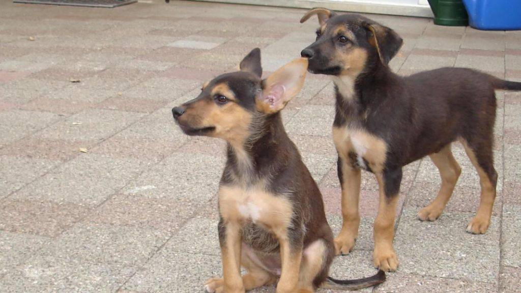 Aufgeweckt und selbstsicher sind die beiden Hundegeschwister. Sie wurden vermutlich über den Zaun auf die Wiese eines Tierheims geworfen.