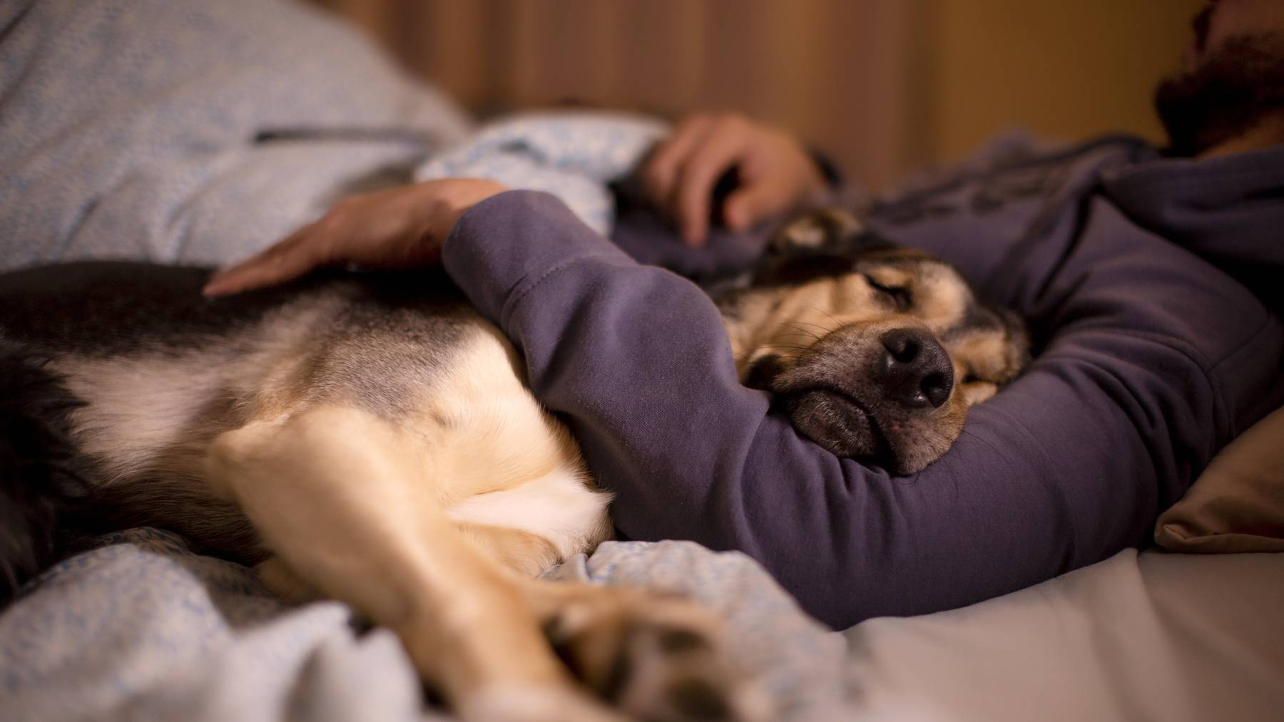 Des Menschen bester Freund: Der Hund. 