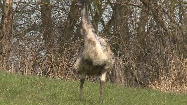 Emu in Gontenschwil ausgebüxt